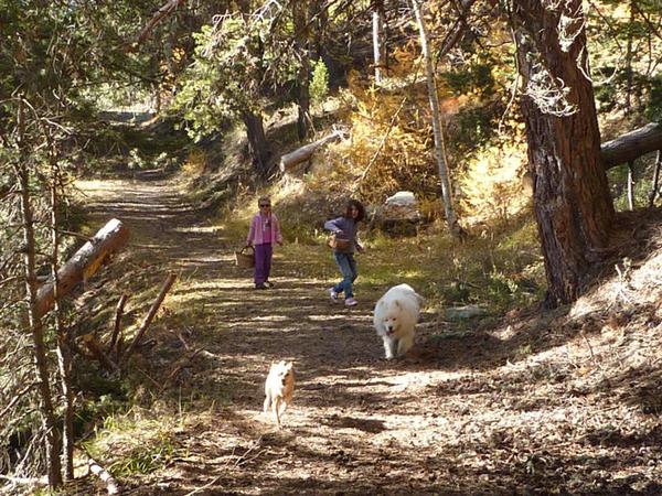 Paseggiata nel bosco in cerca di funghi